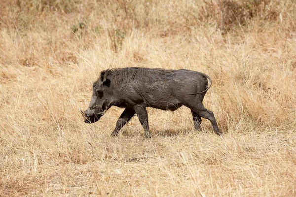 Barro Cubierto Warthog Phacochoerus Aethiopicus Parque Nacional Tarangire Tanzania África — Foto de Stock