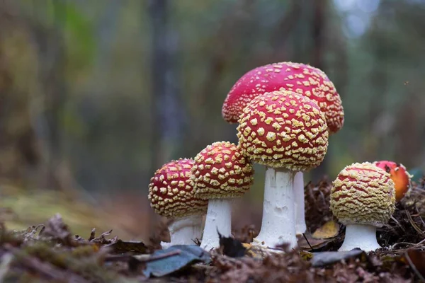 Fly Agaric Fly Amanita Amanita Muscaria Group Hesse Germany Europe — Fotografia de Stock