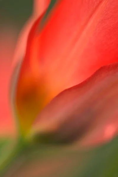 Red Tulip Tulipa Close — Fotografia de Stock