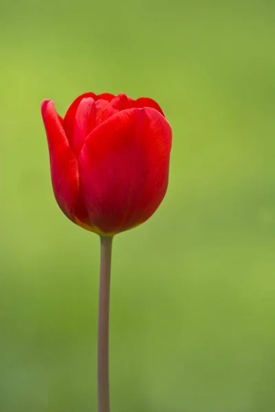 Tulipán Rojo Tulipa Cerca — Foto de Stock