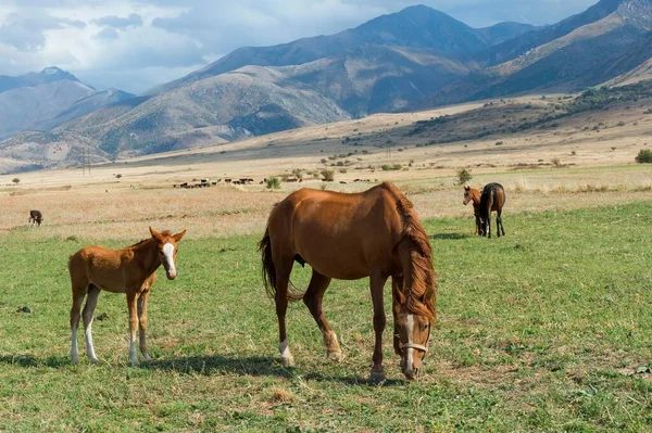 Mare Its Foal Gabagly National Park Shymkent South Region Kazakhstan — стокове фото