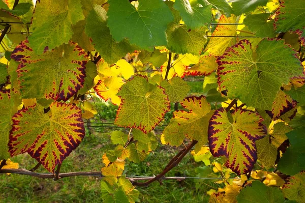 Colorful Autumn Vine Leaves Baden Wrttemberg Germany Europe — Stock Photo, Image
