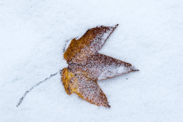 Maple Leaf Acer Snow Winter Hesse Germany Europe — Fotografia de Stock