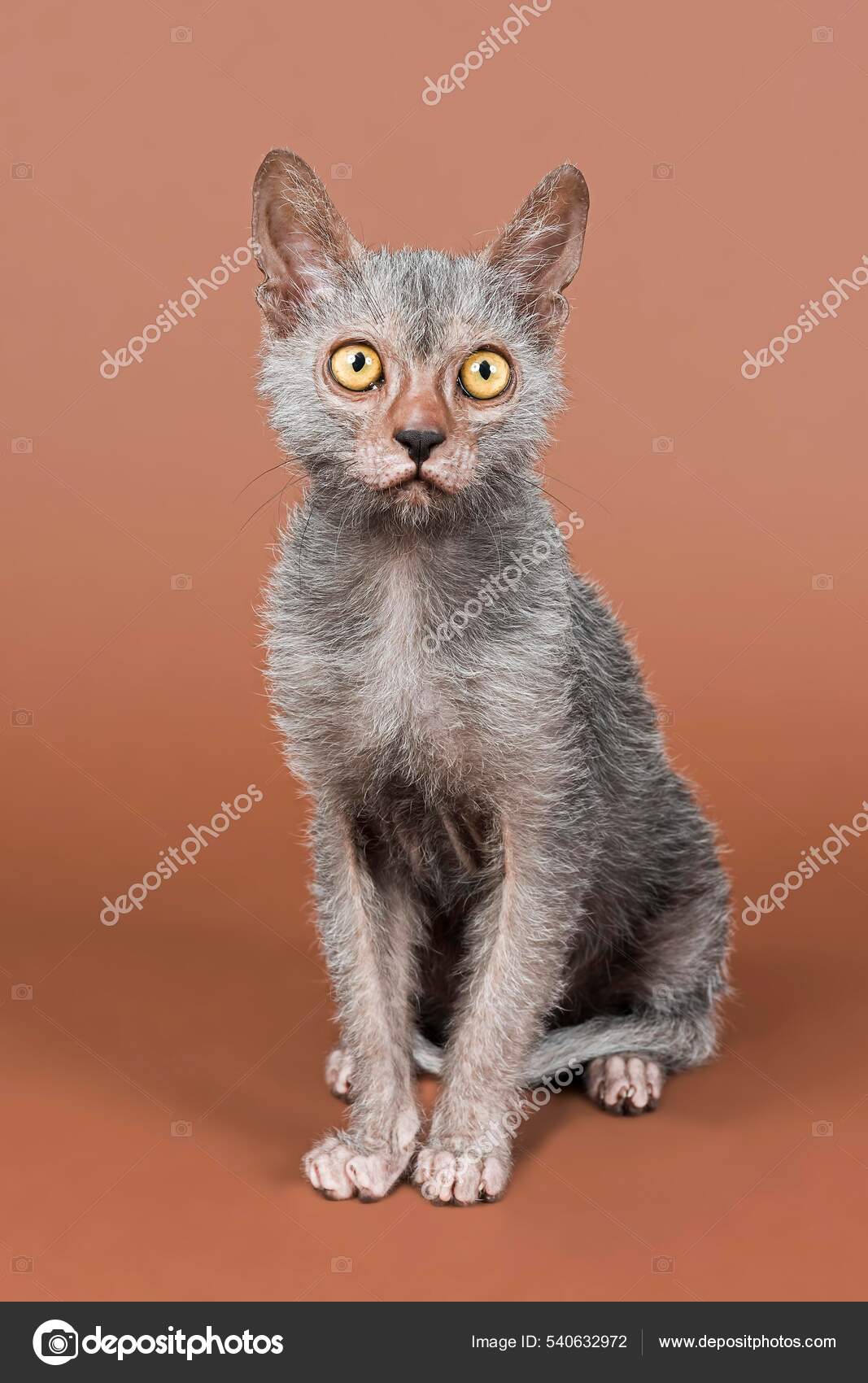 Chat Loup Garou Lykoi Chaton Mois Plan Studio — Photo de stock par  ©imagebrokermicrostock - 540632972, image size:1067x1700