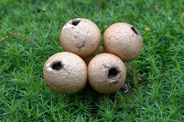 Pear-shaped puffballs (Lycoperdon pyriforme) in moss, Emsland, Lower Saxony, Germany, Europe clipart