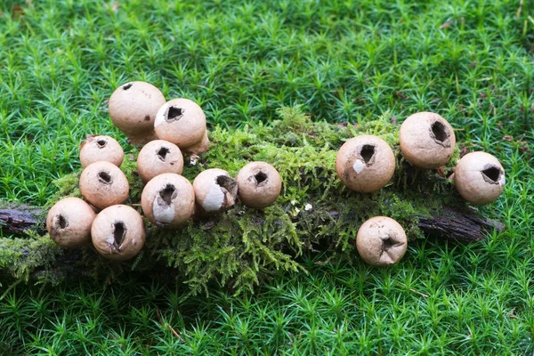 Armut Şekilli Kabarcıklar Lycoperdon Piriforması Yosun Emsland Aşağı Saksonya Almanya — Stok fotoğraf