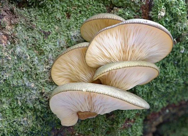 Panellus Serotinus Sarcomyxa Serotina Oyster Mushrooms Emsland Lower Saxony Germany — Stockfoto