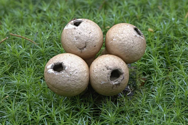 Pear Shaped Puffballs Lycoperdon Pyriforme Moss Emsland Lower Saxony Germany — стокове фото