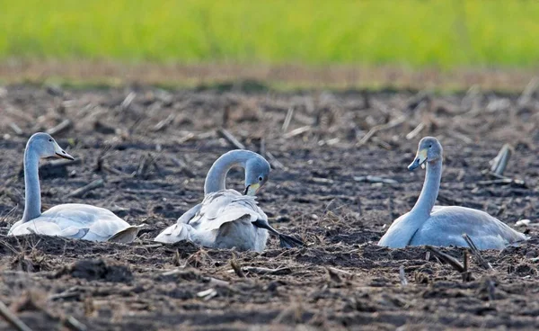 Whooper Swans Cygnus Cygnus Sitting Harvested Field Emsland Lower Saxony — Stock Fotó