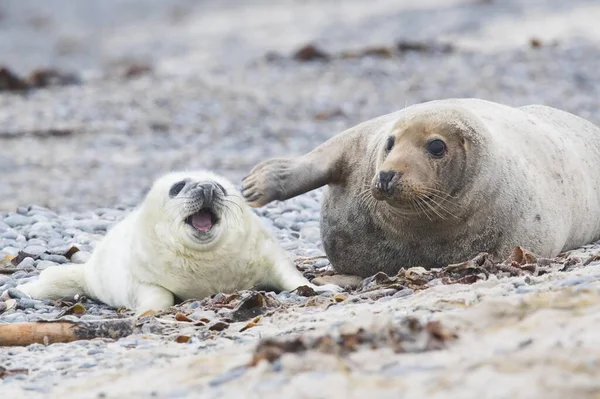 Grey Seal Also Atlantic Horsehead Seal Halichoerus Grypus Pup Heligoland — ストック写真