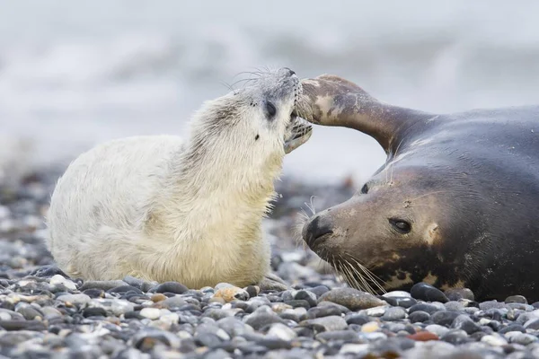 Grey Seal Also Atlantic Horsehead Seal Halichoerus Grypus Pup Heligoland — Stock Fotó