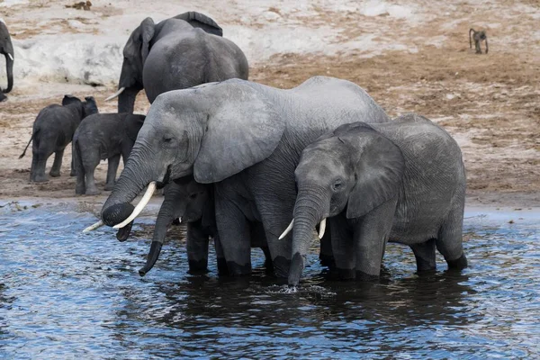 Elefanti Del Bush Africano Loxodonta Africana Branco Che Beve Nel — Foto Stock