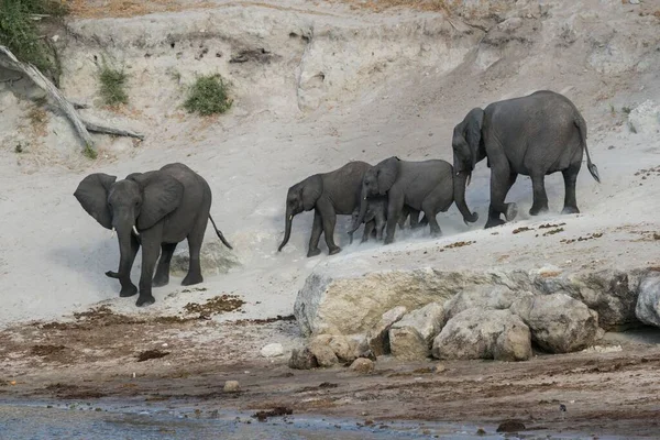 Elefantes Mato Africano Loxodonta Africana Manada Pelo Rio Chobe Parque — Fotografia de Stock