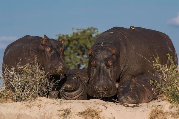 Hipopótamo Hippopotamus Amphibius Familia Con Crías Orillas Del Río Río — Foto de Stock