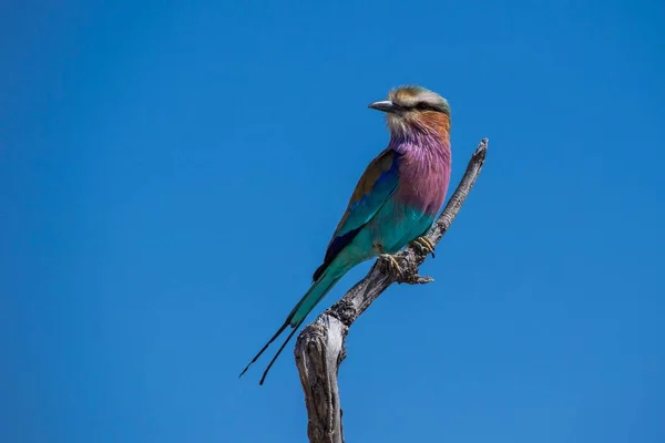 Lilac Breasted Roller Coracias Caudatus Perched Dry Branch Chobe National — 图库照片