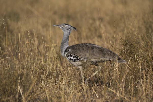 Kori Bustard Ardeotis Kori Dry Grass Largest Flying Bird Native — Fotografia de Stock