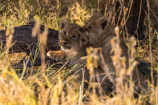 Lion Cubs Panthera Leo Playing Chobe National Park Botswana Africa — ストック写真