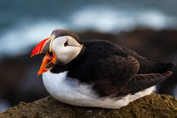 Papageitaucher Fratercula Arctica Mit Offenem Maul Auf Felsen Sitzend Klippen — Stockfoto