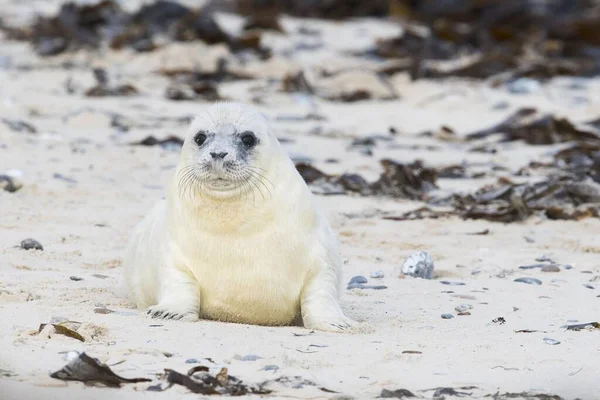 Gray Seal Halichoerus Grypus Pup Heligoland Schleswig Holstein Germany Europe — Fotografia de Stock