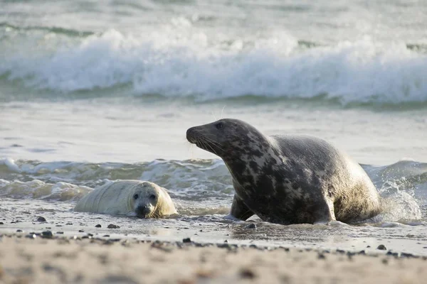 Grey Seal Halichoerus Grypus Pup Water Heligoland Schleswig Holstein Germany —  Fotos de Stock