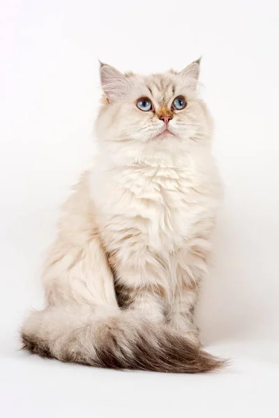 英国のロングヘア猫 座って — ストック写真