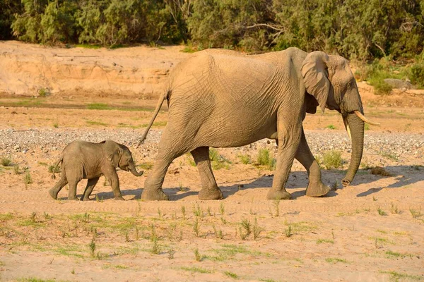 African Bush Elephants Loxodonta Africana Rare Namibian Desert Elephants Cow — Stock Photo, Image
