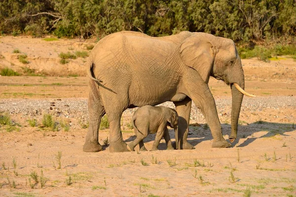 Африканские Слоны Loxodonta Africana Редкие Намибийские Пустынные Слоны Корова Теленок — стоковое фото