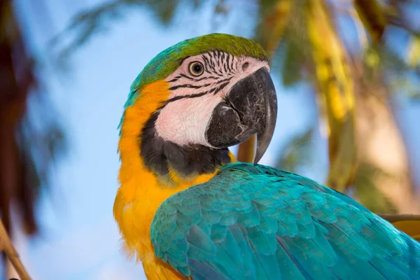 Modro Žluté Macaw Ara Arararauna Zajatec — Stock fotografie