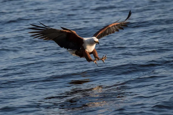 African Fish Eagle Haliaeetus Vocifer Fishing Outstretched Claws Chobe River — Stock Photo, Image