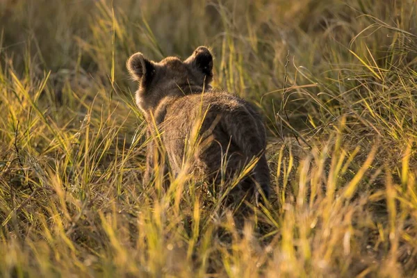 Leão Panthera Leo Juvenil Grama Por Trás Parque Nacional Chobe — Fotografia de Stock