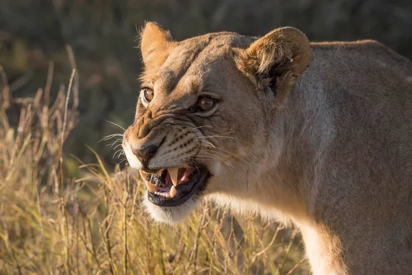 Warczenie Lwicy Panthera Leo Park Narodowy Chobe Botswana Afryka — Zdjęcie stockowe