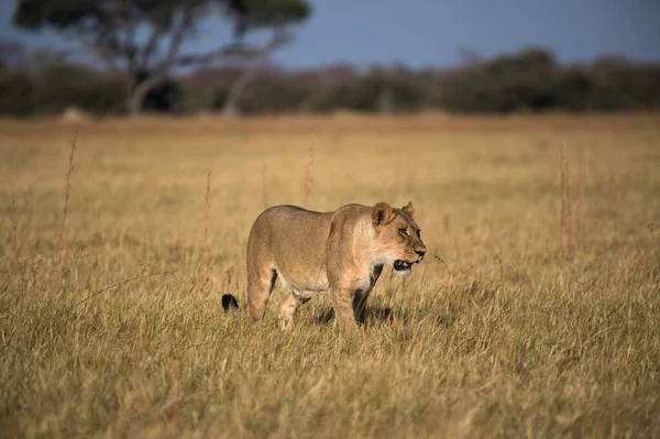 Lioness Panthera Leo Prowls Grassland Chobe National Park Botswana Africa — стоковое фото