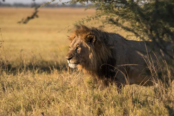 Löwe Panthera Leo Männchen Chobe Nationalpark Botswana Afrika — Stockfoto