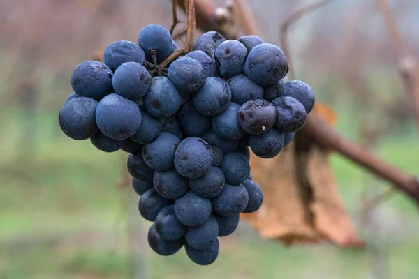 Frozen Blue Grapes Vine Ice Wine Dossenheim Baden Wrttemberg Germany — Stock Photo, Image