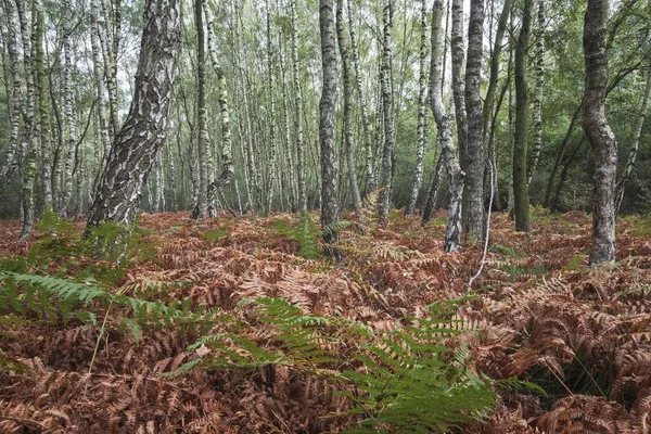 Moor Birch Trees Betula Pubescens Birkenbruch Forest Autumnal Discolored Ferns — Fotografia de Stock