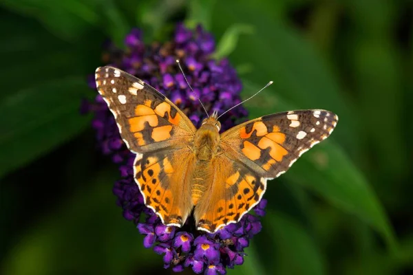 Painted Lady Cosmopolitan Vanessa Cardui Butterfly Bush Buddleja Baden Wrttemberg — ストック写真