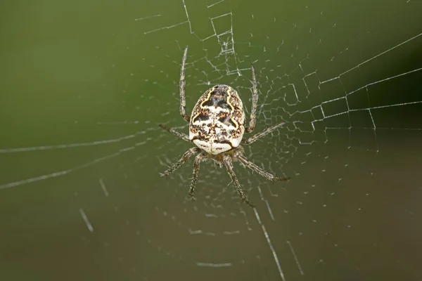 Spider Larinioides Folium Web Baden Wrttemberg Germany Europe —  Fotos de Stock