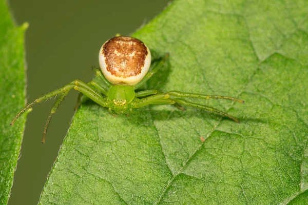 Green Crab Spider Diaea Dorsata Leaf Lurking Baden Wrttemberg Germany — Foto Stock