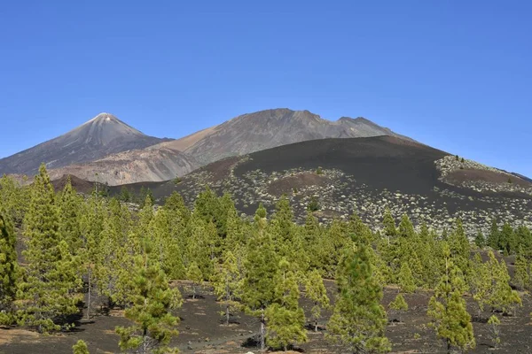 Pico Del Teide Pico Viejo Volcanic Landscape Canary Island Pines — стоковое фото