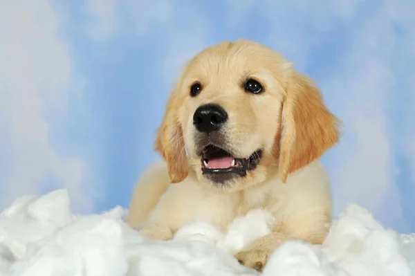 Smiling Golden Retriever Puppy Weeks Lying Cotton Cloudy Sky Background — Fotografia de Stock