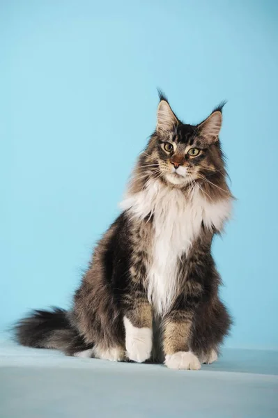 Maine Coon Cat Classic Tabby Sitting — Stock Photo, Image