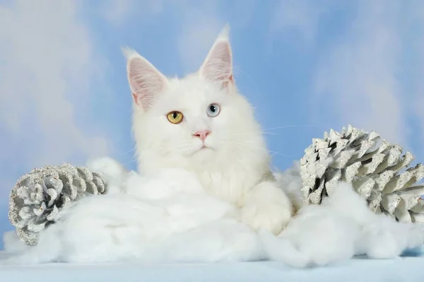 Maine Coon Kot Biały Leżący Wełnie Bawełnianej Przed Tłem Nieba — Zdjęcie stockowe