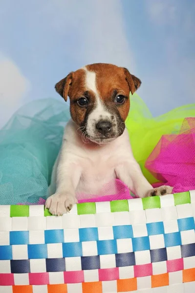 Parson Russell Terrier Sitting Colourful Basket Puppy Weeks Male White — Foto de Stock