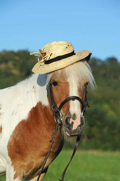 Iceland Pony Cross Breed Chestnut Pinto Gelding Bridle Hat — 图库照片
