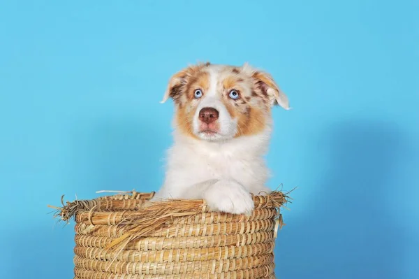 Australian Shepherd Puppy Bitch Weeks Red Merle Basket — Stock fotografie