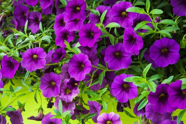 Purple Petunia Flowers Petunia Quebec Canada North America — Stock fotografie