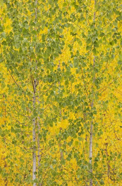 Yellow Aspens Populus Tremula Autumnal Colours Cultivated Timber Guadix Granada — Stok fotoğraf