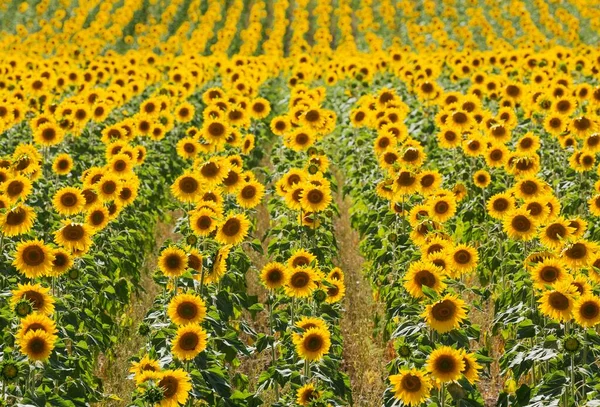 Sunflowers Helianthus Annuus Field Cultivations Campia Cordobesa Cordoba Province Andalusia — Photo