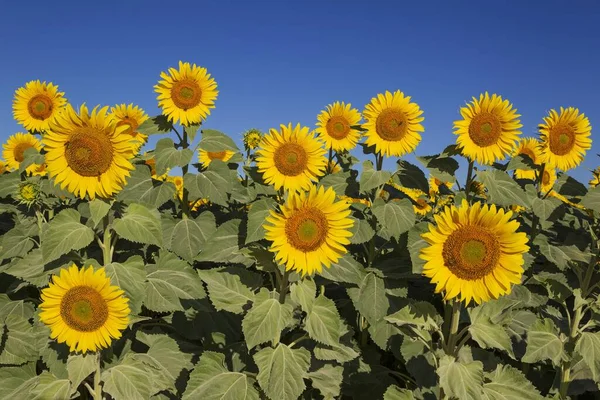 Sunflowers Helianthus Annuus Field Cultivations Campia Cordobesa Cordoba Province Andalusia — Foto Stock