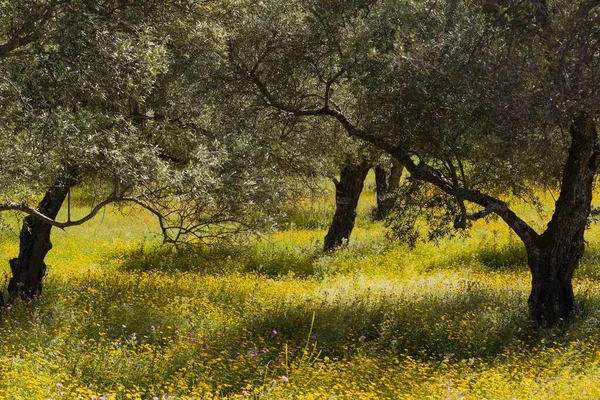 Olive Trees Olea Europaea Spring Meadow Sierra Aracena Huelva Province — 스톡 사진